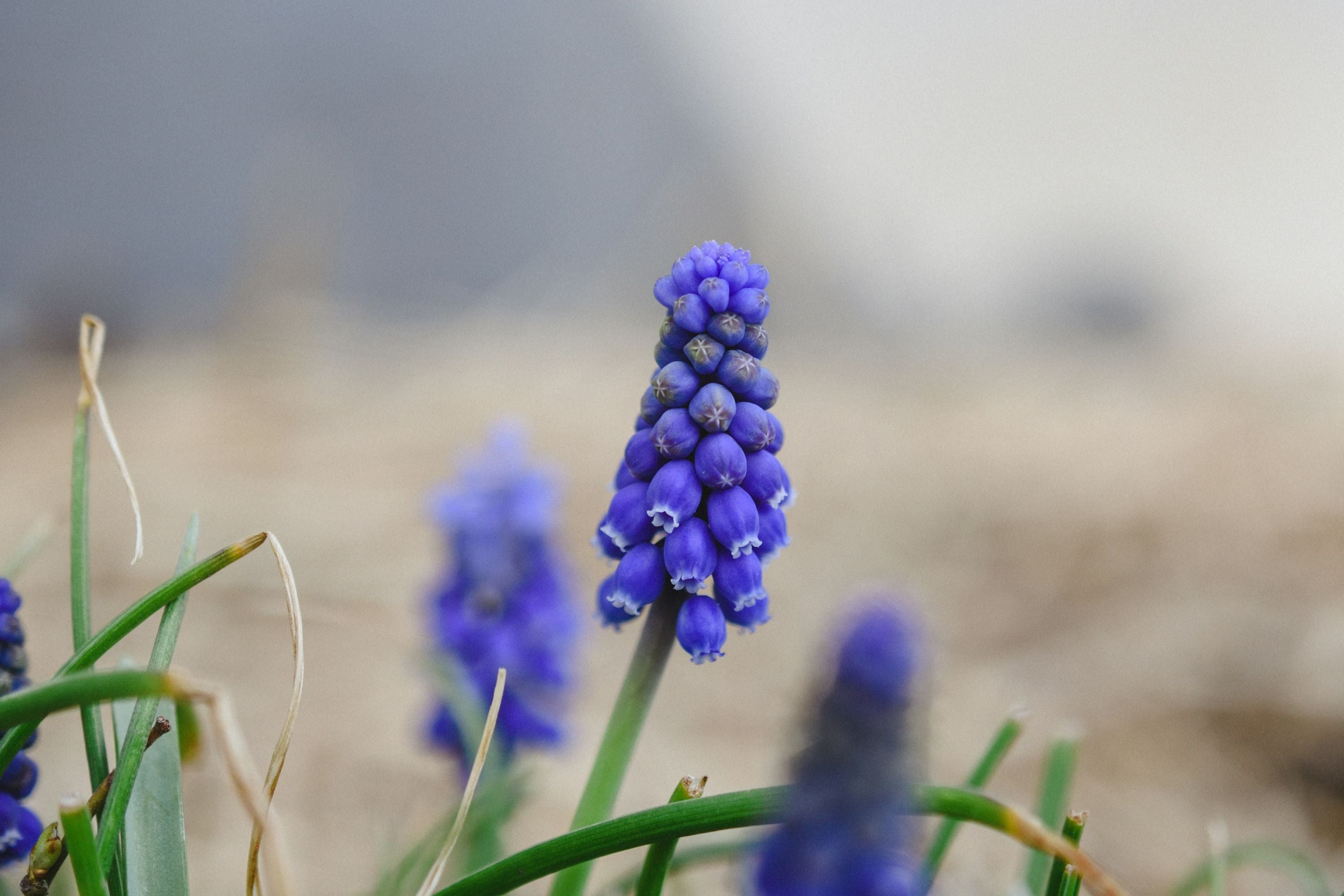 Crafting a Spring Floral Muscari Filled Trough: A Step-by-Step Guide