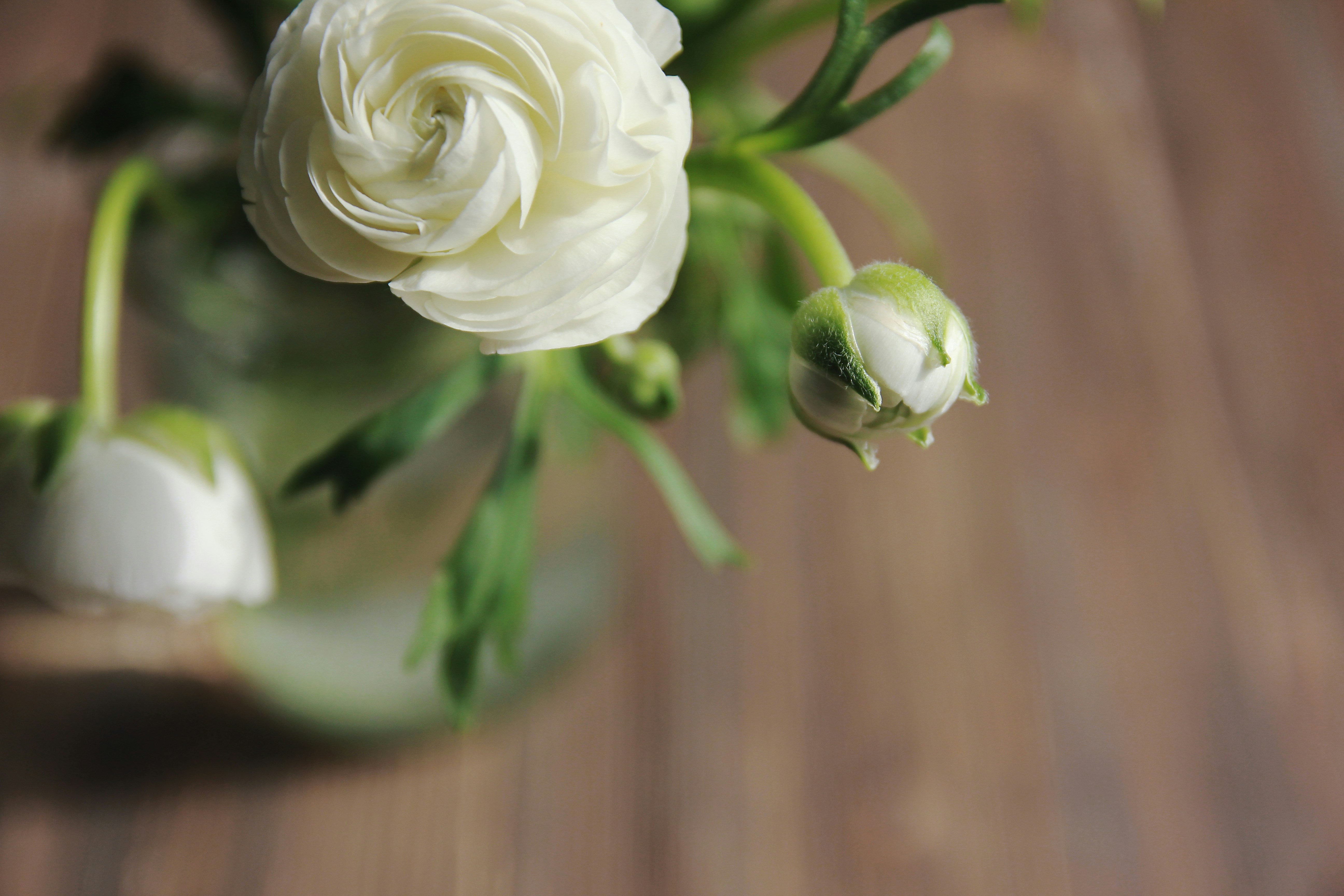 Ready To Wed