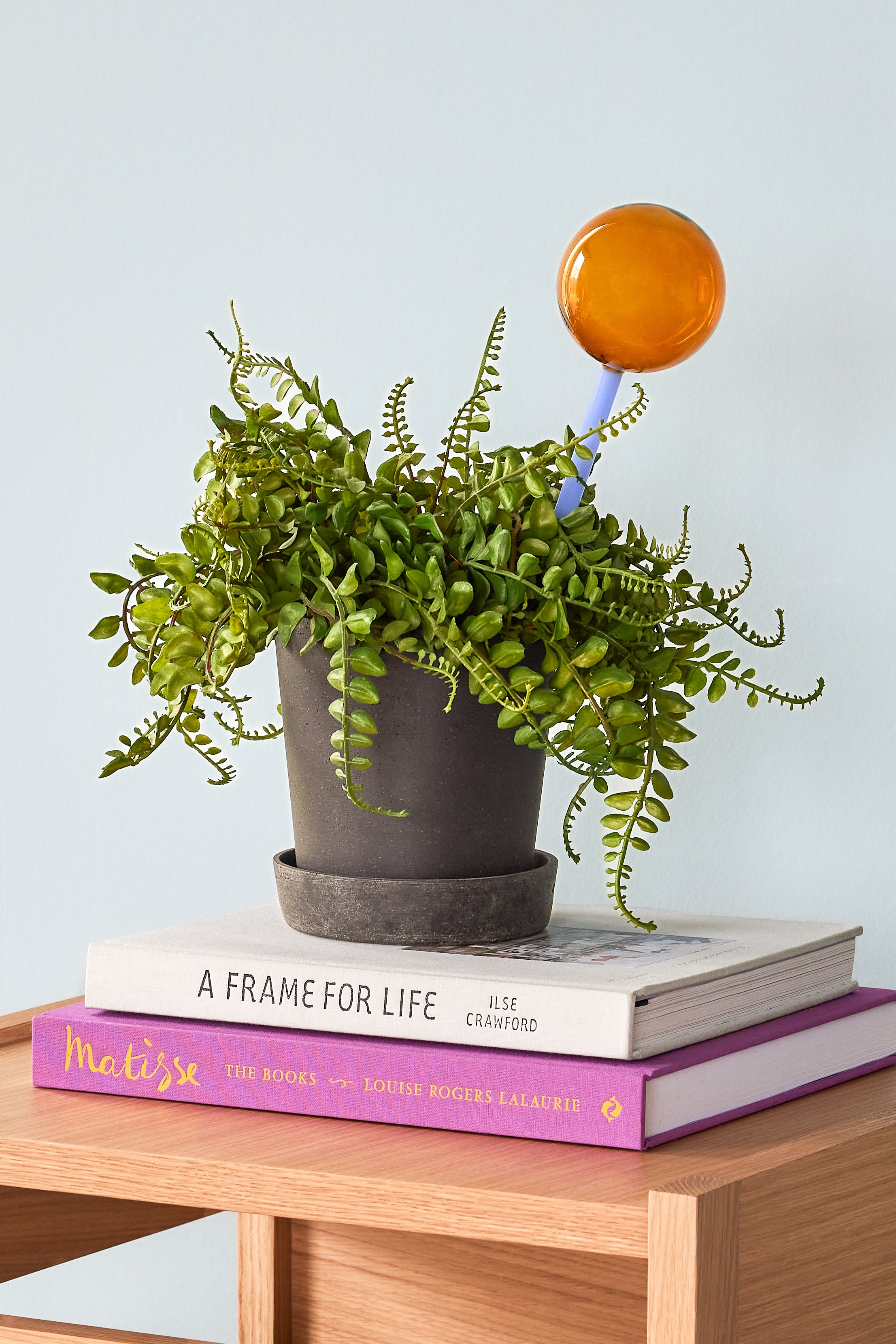 Glass Globe Plant Feeder