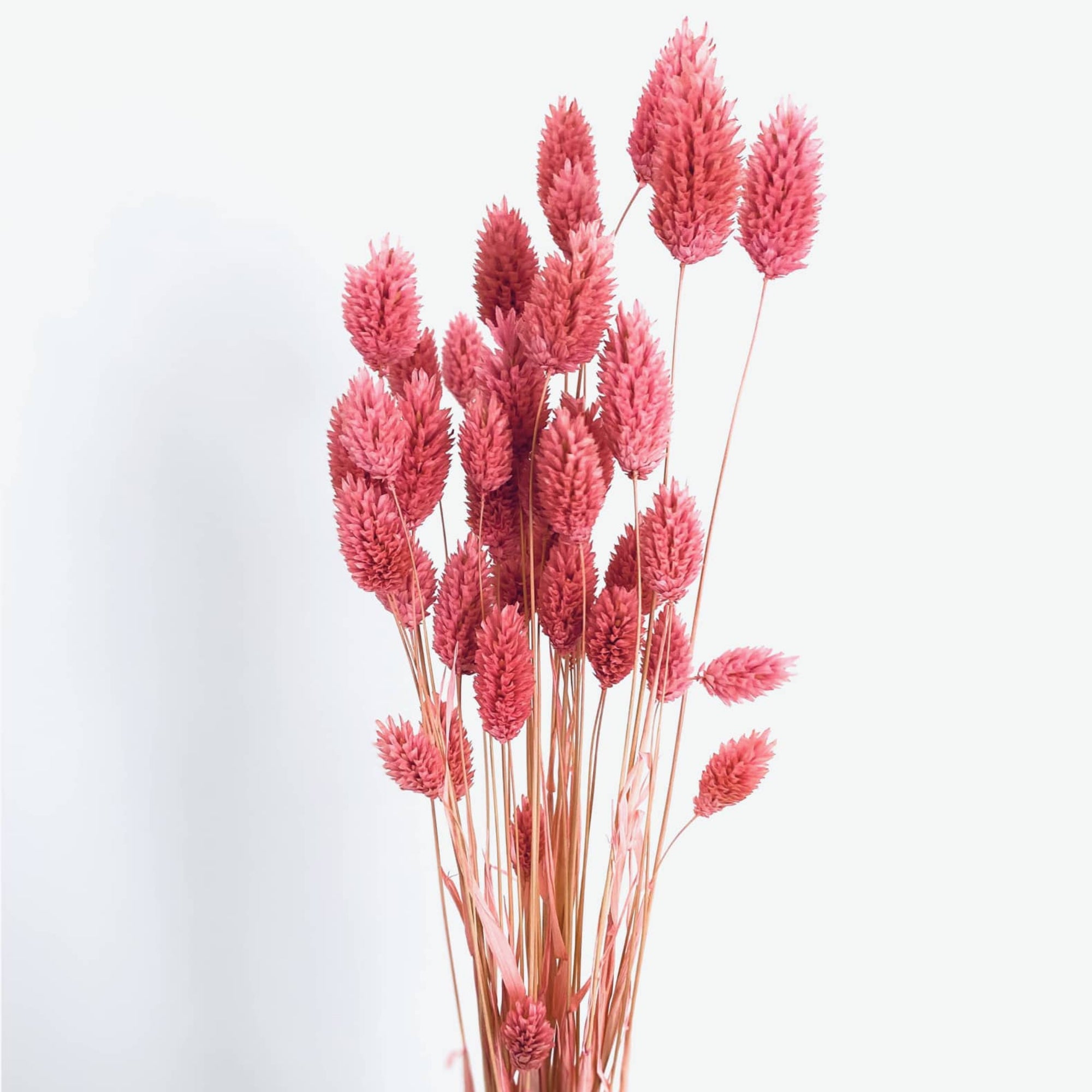 Dried Pink Phalaris - honeybee blooms
