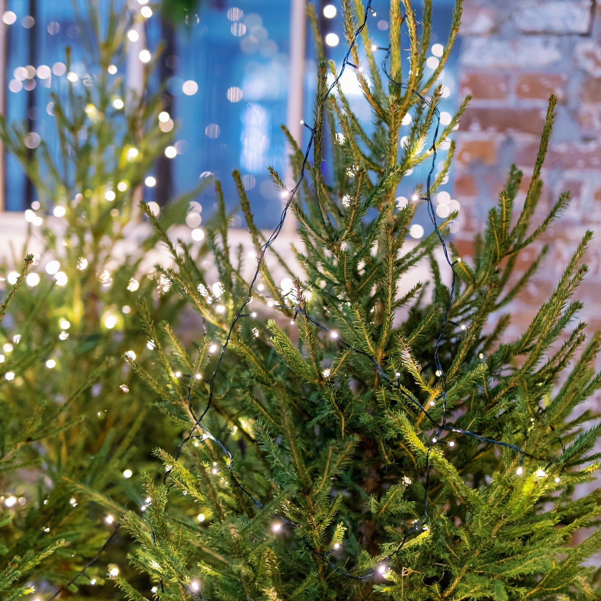 Christmas Wreath Workshop - Sat 30th Nov (10am - 12pm)