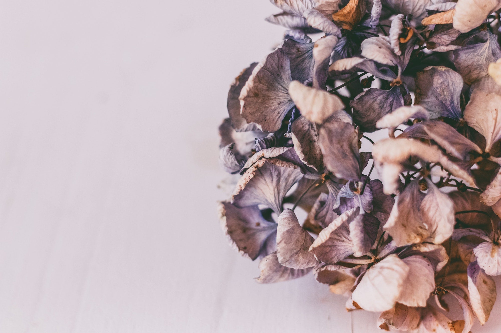 How to dry your Wedding Flowers